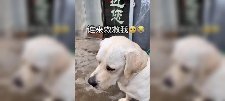 狗肉禁忌（防止食用狗肉引发健康问题的关键）