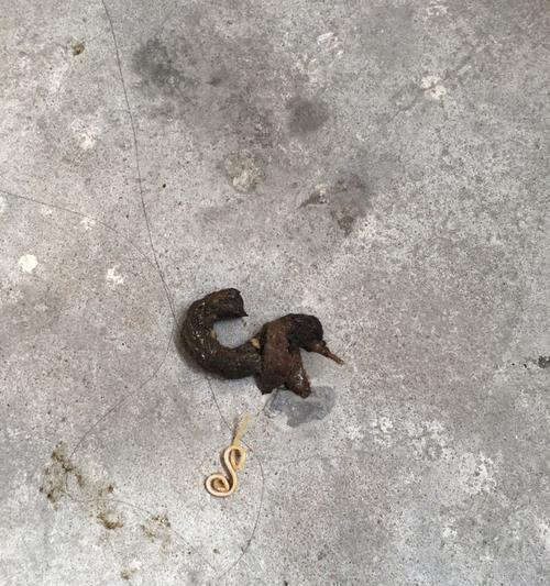 粑粑里有小虫子，你知道为什么吗？（揭开粑粑中小虫子存在的原因及应对方法）