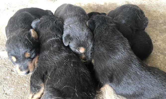 苏联红犬与其他犬种的杂交实践（探索以苏联红犬为主的杂交繁育，进一步改良犬种）