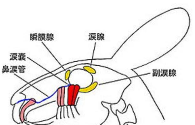 兔子牙齿断了，该如何喂食？（以兔子牙齿断裂为出发点，探讨适合兔子进食的食物和方法。）