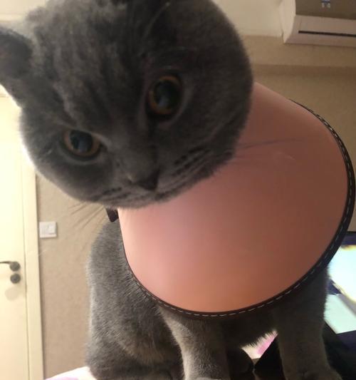 英短蓝猫发烧的症状及应对方法（了解英短蓝猫发烧的表现，及时采取有效措施）