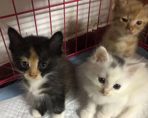 广州哪些地方可以收养猫咪？（广州猫咪收养地点推荐及申请条件）