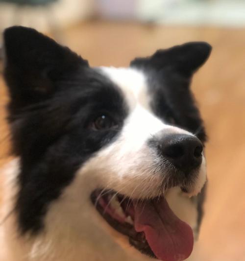 边牧蓝白与黑白混合后的独特魅力（边牧蓝白配黑白的犬种特点与可爱之处）