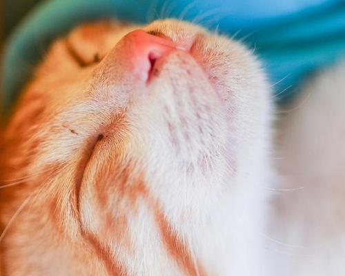 猫的开心表现（观察猫咪开心时的九个迹象）
