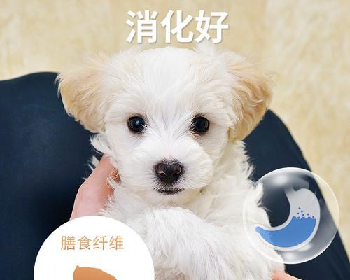 小金毛的健康之选（以小金毛吃什么为出发点，了解奶糕狗粮的营养价值和选择要点）