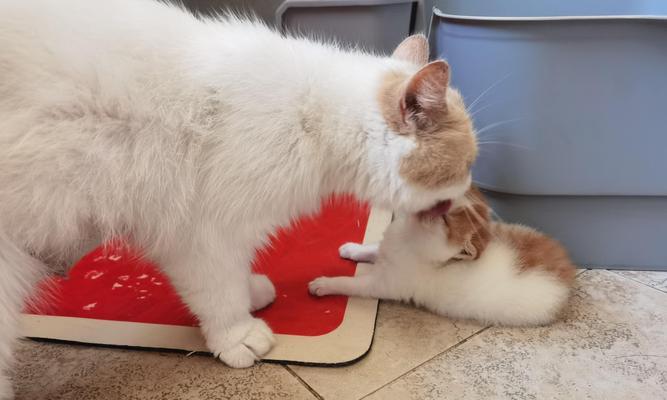 猫猫为什么喜欢舔自己？（探寻猫猫舔自己的原因及益处）