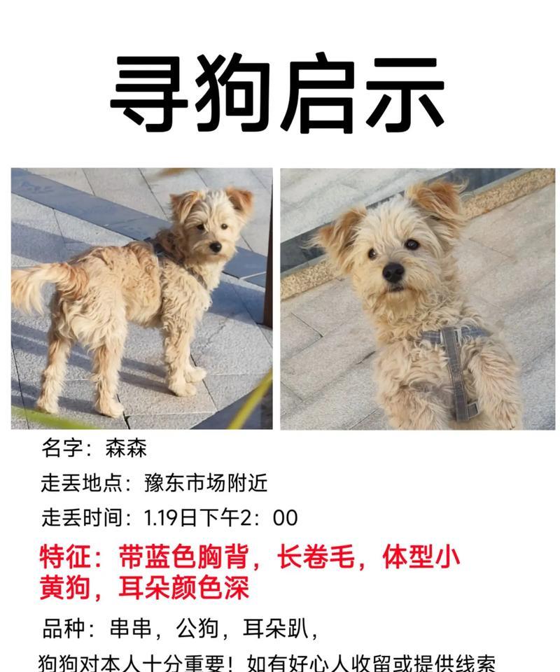黄卷毛狗的品种及特点（探秘黄卷毛狗的起源与特征）