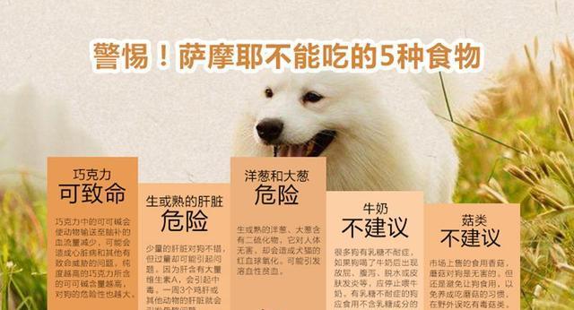 4个月萨摩耶的合适狗粮选择（适合4个月萨摩耶的营养均衡狗粮推荐）