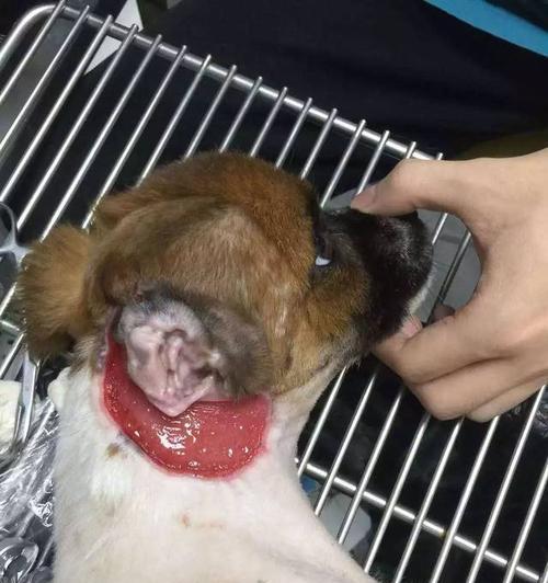 狗狗的开耳时间（揭秘狗狗开耳的奥秘，让你更了解它们）