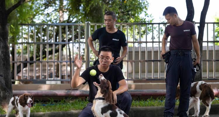 幼犬社会化训练的重要性（如何让幼犬顺利进行社会化训练）