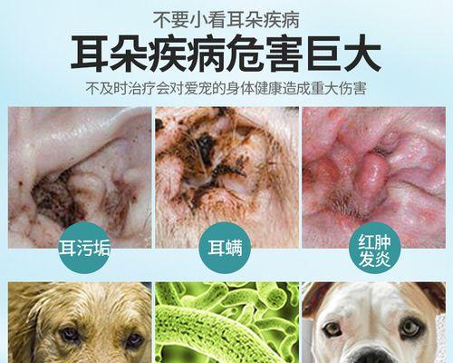 狗狗耳朵发炎流脓，选对药物很重要（药物种类与使用方法，关键在于有效治疗）