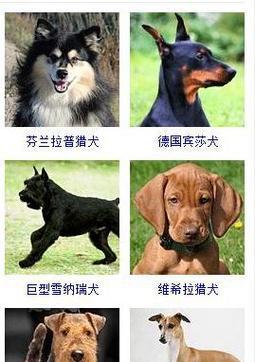 独一无二的狗狗名字大全（探索创意、个性和特殊的狗狗名字）