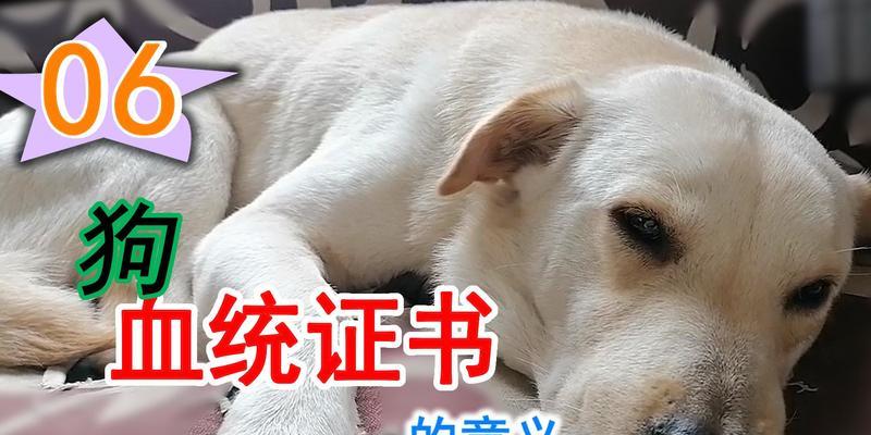 探秘狗狗血统证书的重要性（揭秘血统证书的作用和价值，打造纯种犬流行趋势）