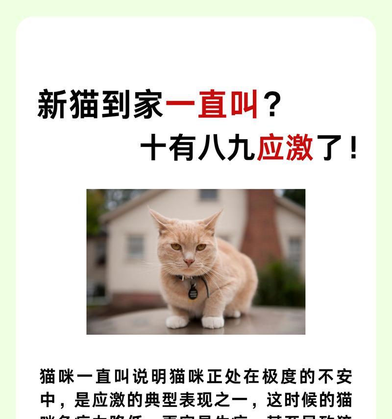 为什么猫一直叫？（探究猫叫的原因及表达方式）