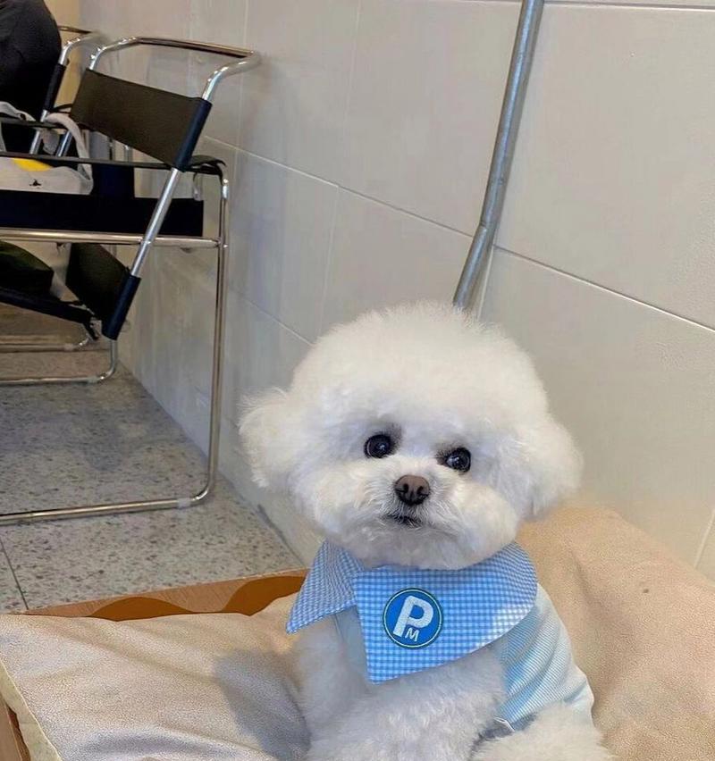 探寻最温柔的狗，是什么狗？（寻找宠物伙伴中最温和可爱的选择）