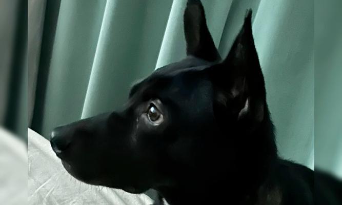 狗狗喜欢看电视的原因（探索狗狗对电视的喜爱之谜）