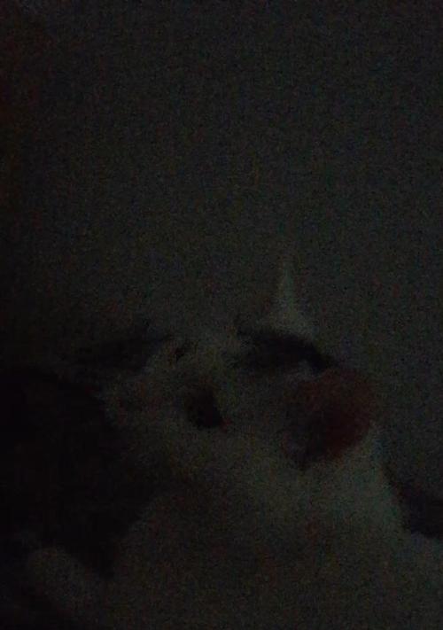 探究猫嚎的原因——为何猫听到猫嚎后如此反应？（揭秘猫嚎的奥秘，从猫的角度解读）
