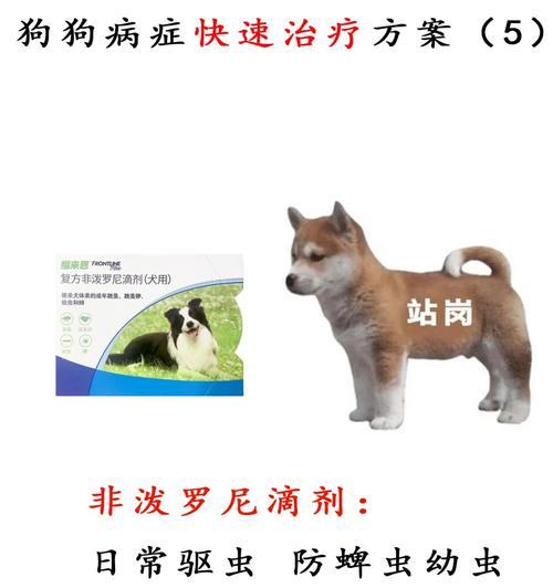 幼犬呼吸道感染的治疗药物（针对幼犬呼吸道感染，这些药物非常有效）
