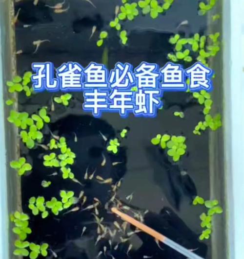 孔雀鱼幼崽的饮食需求与喂养方法（探索孔雀鱼幼崽的适宜食物种类及科学喂养技巧）