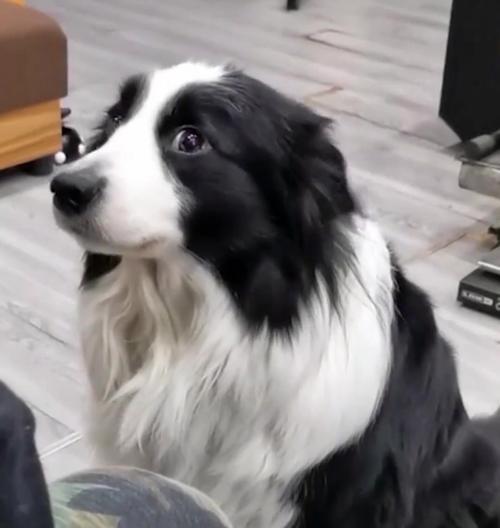 2月大边牧犬的饮食需求（科学饲养保障幼犬健康成长）
