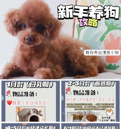 小狗断奶的注意事项（了解小狗的生理发展，合理安排断奶时机）