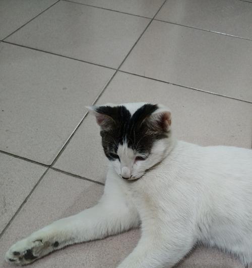 养猫好还是养狗好？——探讨适合养猫的优势（选择养猫，享受无尽的陪伴和快乐）