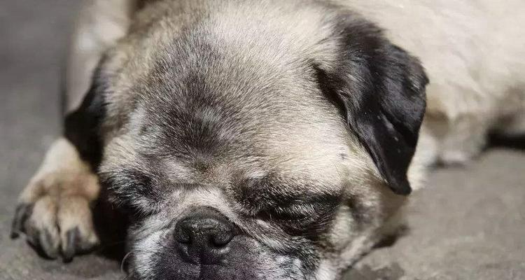 狗狗中暑了怎么办？（给你的爱犬正确的处理方式，让它远离热浪袭击）