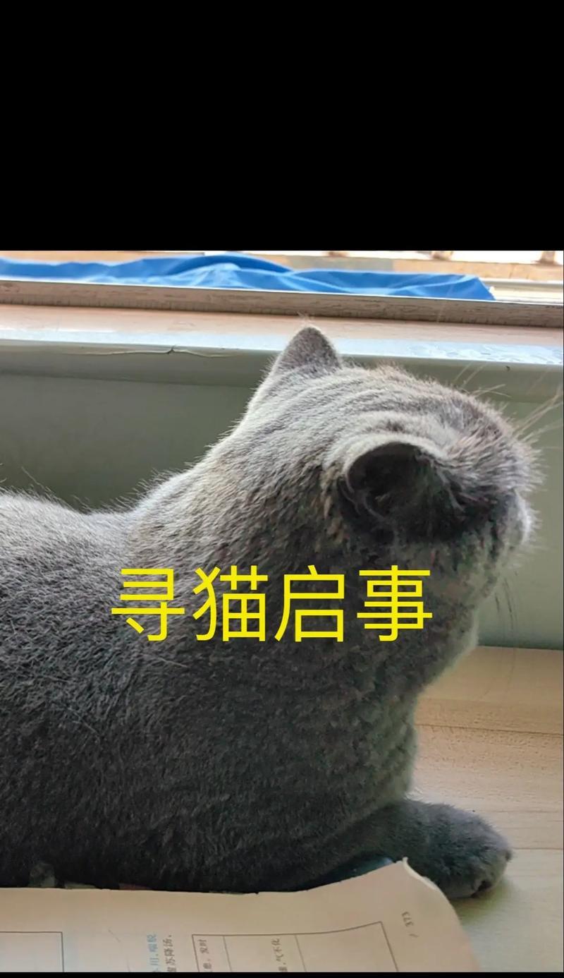 小猫的名字如何选择（从人物形象到性格特点，如何给小猫起一个合适的名字）