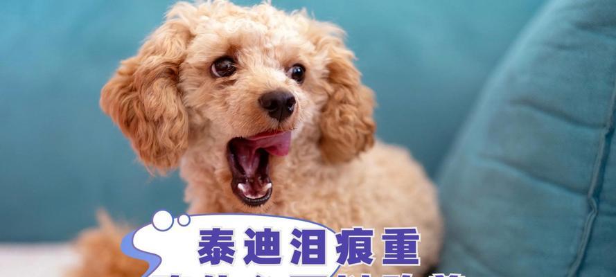 泰迪狗长个子的关键饮食（科学搭配食物，助泰迪快速成长）