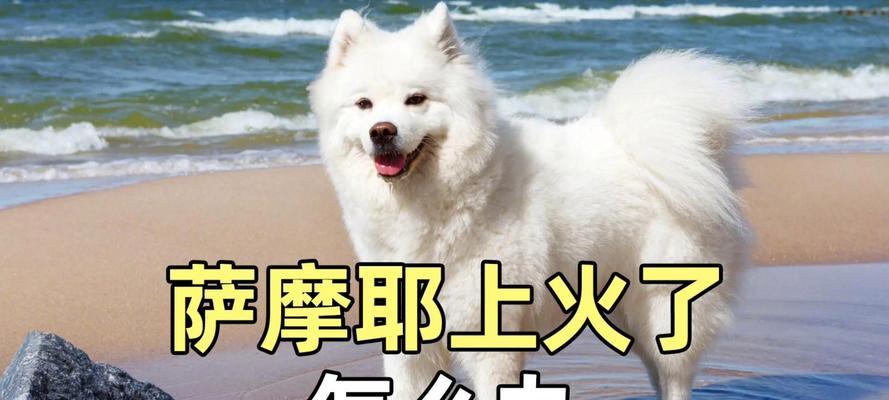 探究狗狗为什么会上火（解密狗狗上火的原因及预防方法）