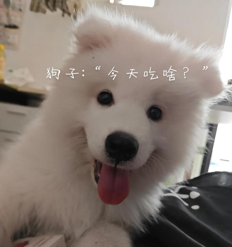 萨摩耶6个月吃什么？正确的饮食是它健康成长的关键！