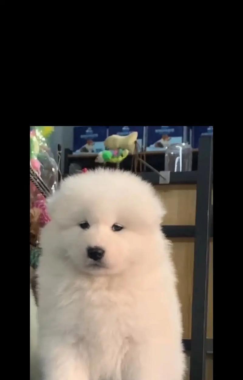 萨摩耶犬的鼻子颜色是什么？（揭秘萨摩耶犬鼻子颜色的奥秘）