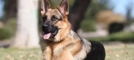 探索大型犬的特点与魅力（了解适合大型犬的家庭生活方式和培养方法）