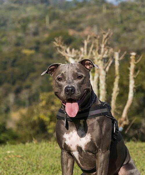 揭秘斗牛犬干燥鼻子之谜（斗牛犬为何常有干燥的鼻子？）