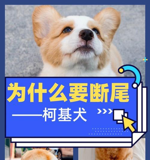 贵宾为什么需要断尾？（探究贵宾断尾的原因及影响）