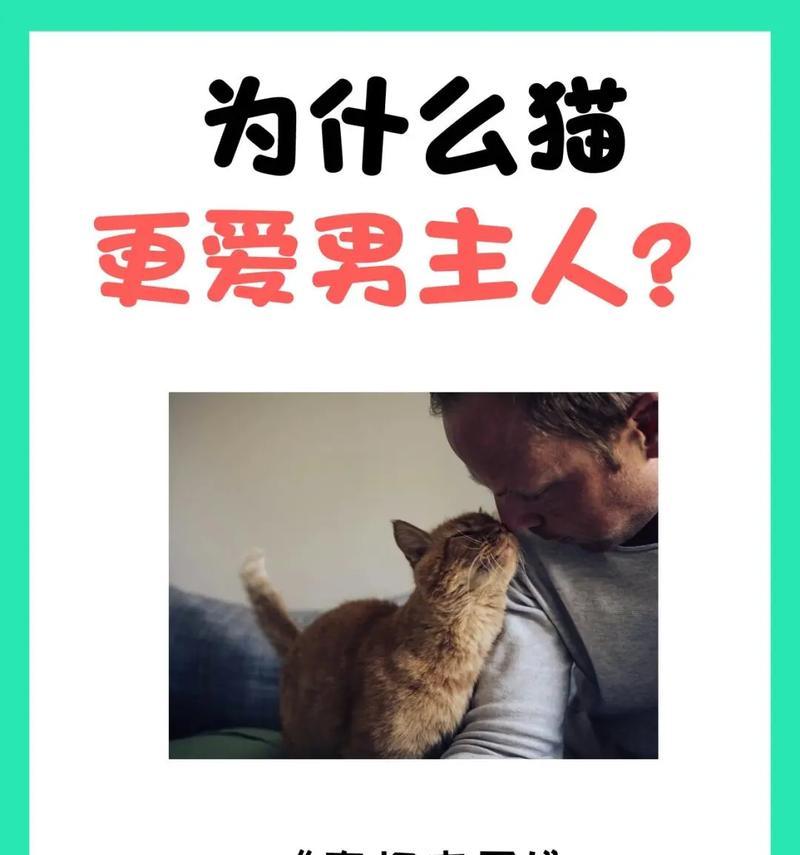 猫咬东西的原因剖析（了解猫咬东西的行为和背后原因，有效预防破坏）