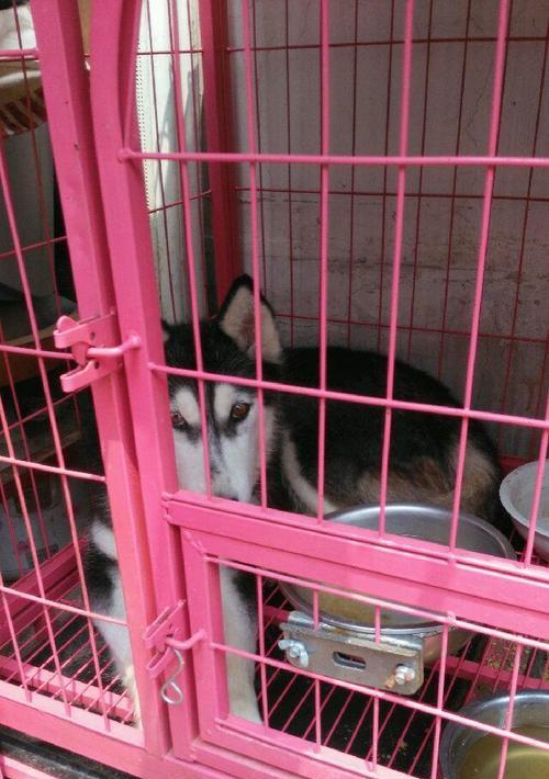 哈士奇犬的购买指南（找到适合您的哈士奇犬的地方）
