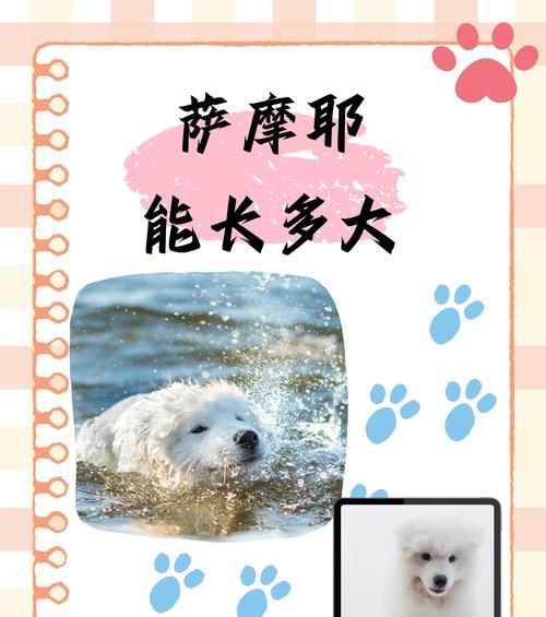选择适合的时机养萨摩耶，打造幸福家庭（了解最佳养犬时机，让你与萨摩耶共同成长）