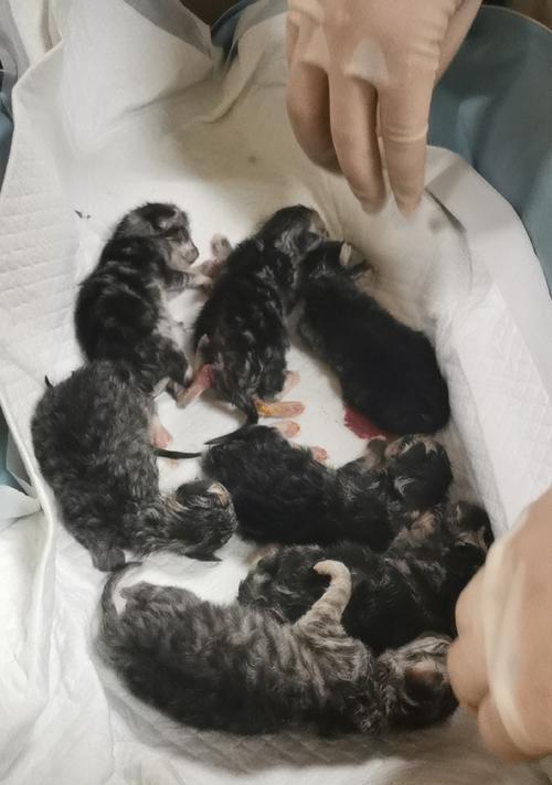 猫咪难产的症状与处理方法（猫咪难产的原因及应急处理技巧）
