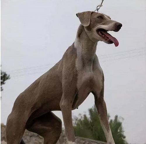 猎犬的世界（优秀猎犬的特征与训练技巧）