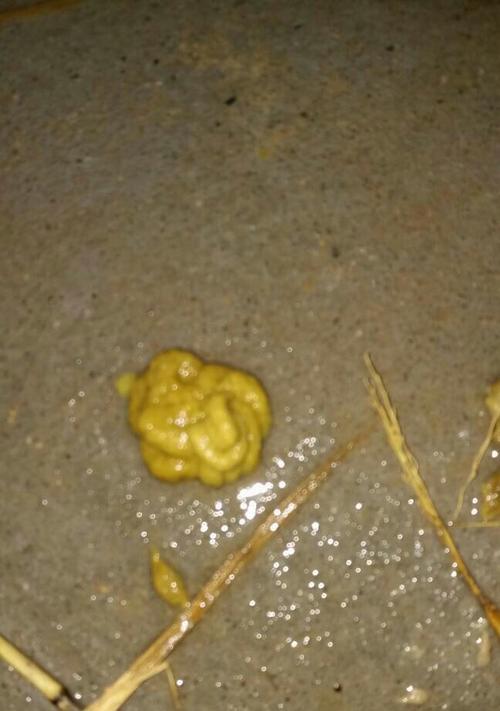 揭秘狗狗番茄色便便之谜（探索狗狗健康的重要信号）