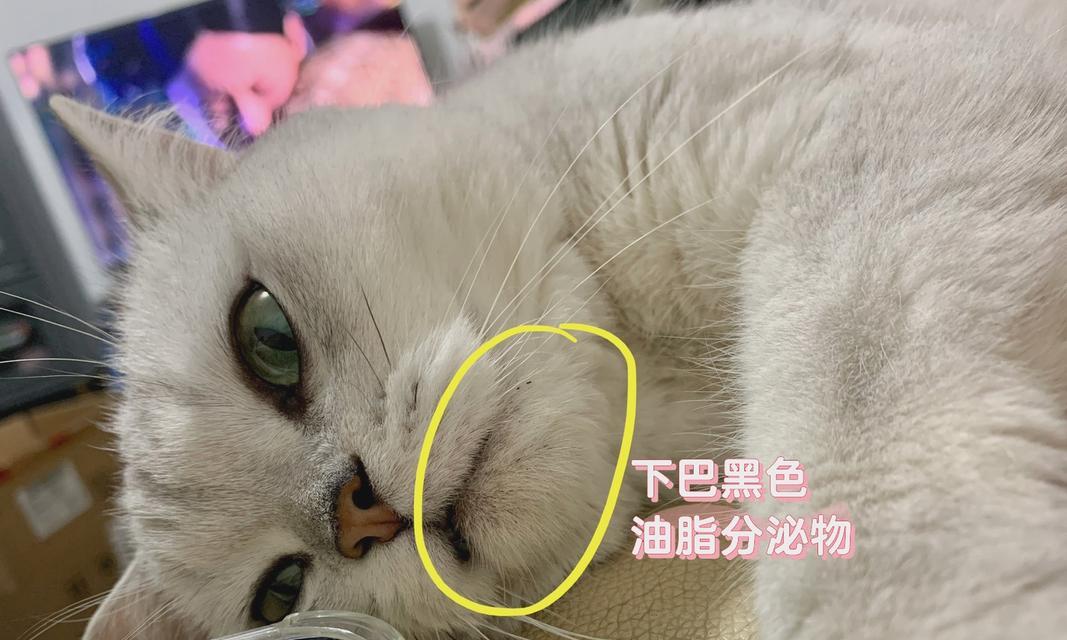 猫的耳朵上有什么作用？（探究猫耳朵的神秘功能）
