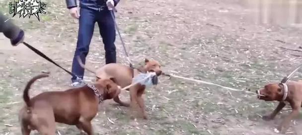 比特犬为什么打架不怕疼？（探究比特犬抗痛觉能力的原因）