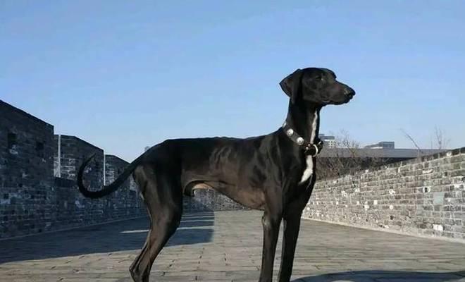 江苏特色犬种（探索江苏独特的犬种文化，呈现它们的优点与特色）