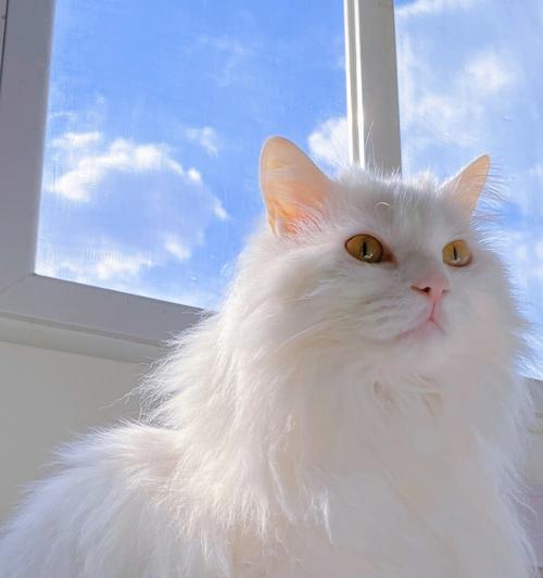 狮子猫的饮食习惯（探索狮子猫喜欢吃的食物）