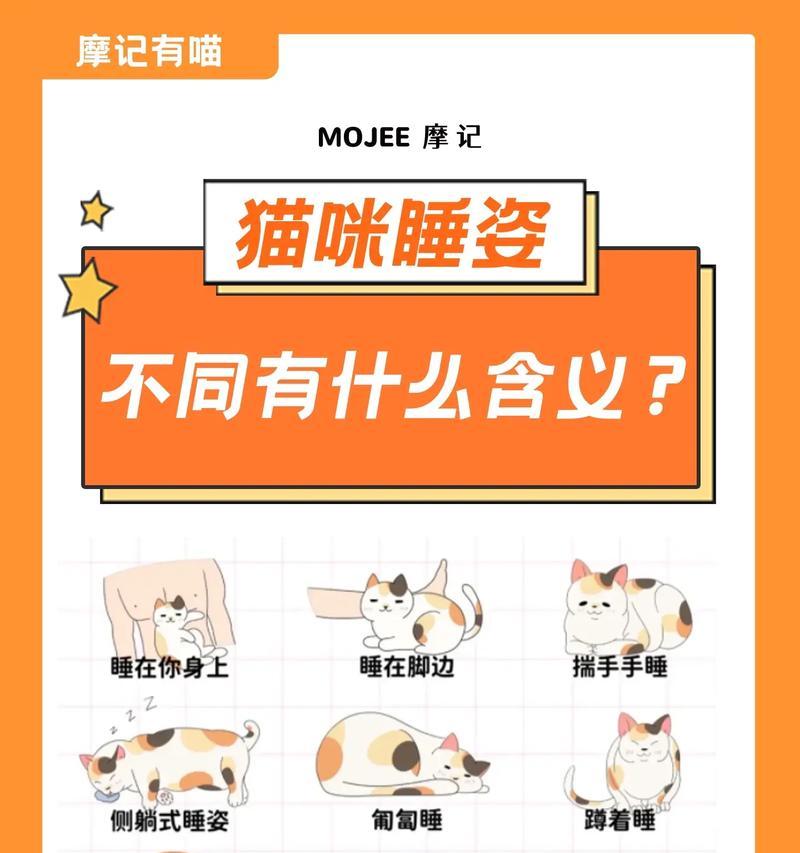 猫咪的预防措施（宠物猫咪预防措施，让它们健康快乐生活）