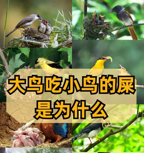 平常的鸟吃什么？（探索鸟类的食谱与饮食习性）