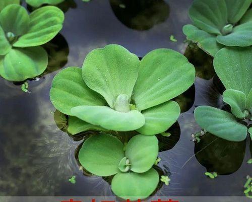 乌龟缸中适宜养的水草（打造乌龟缸的理想生态环境，快来了解吧！）