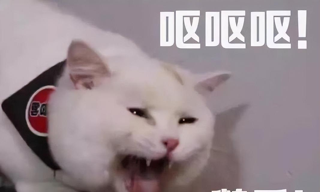 以缅因猫为品种的猫体味小的秘密（揭秘缅因猫的体味小特性及其原因）