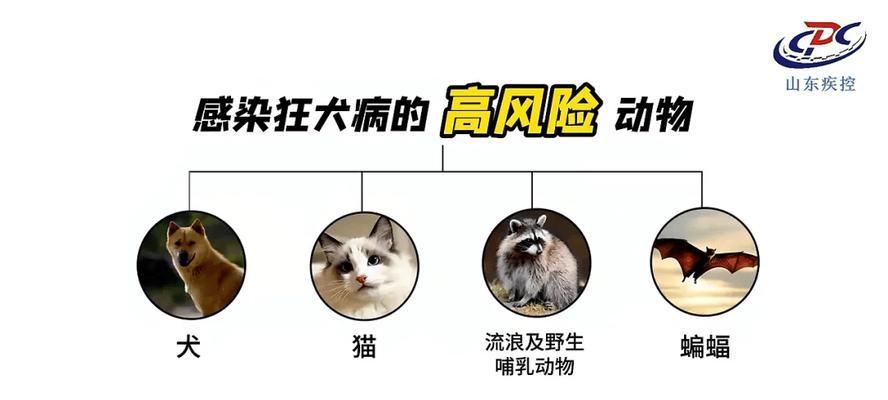 狂犬病狗发病症状的全面了解（详解狂犬病狗发病的特征及预防措施）